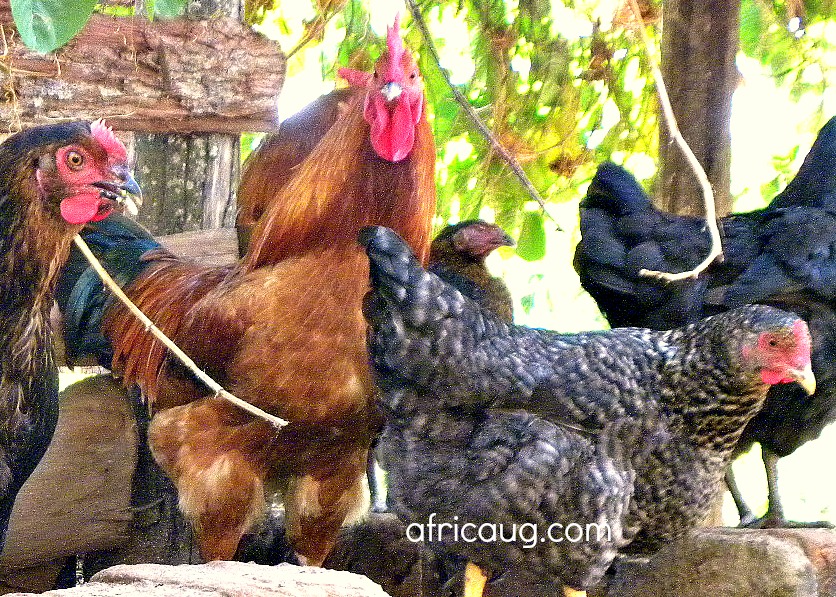 Kuroiler Poultry Farming Guide 