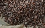 Uganda Cocoa Beans Drying on Sac