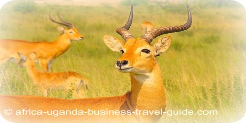 Uganda Kob Wildlife