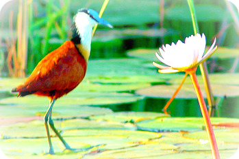 Uganda Bird Guides: 
African Jacana