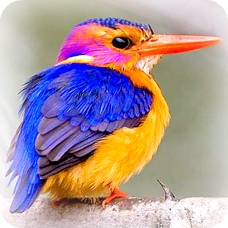 Uganda Bird Guides: 
African Pygmy Kingfisher