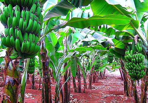 Banana Plantation in Uganda