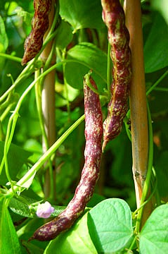 How to grow beans in Uganda
