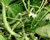 GREEN/FRENCH Beans in Uganda 