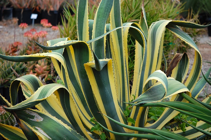 Agave plant in Uganda