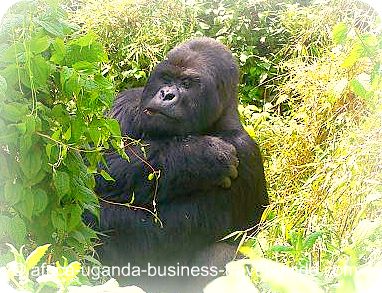 Mountain Gorilla in Uganda