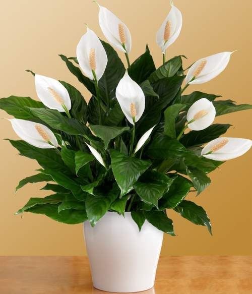 Peace Lily in Uganda