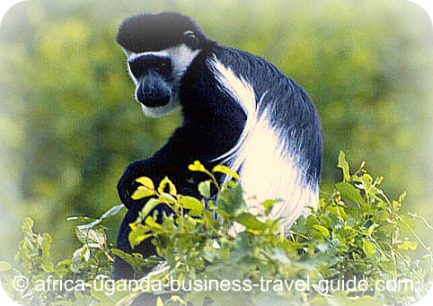 Ruwenzori Colobus Monkey