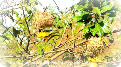 Bird watching at Semuliki Wildlife Reserve