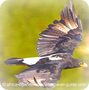 The Black Eagle in Africa