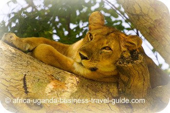 Tree Climbing Lion in Africa