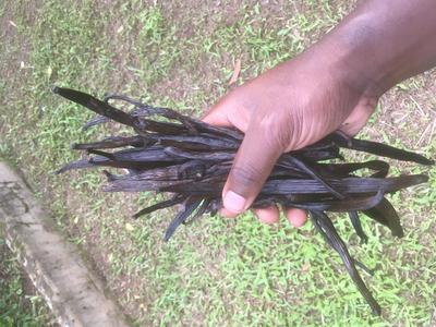 Cure Vanilla Beans 